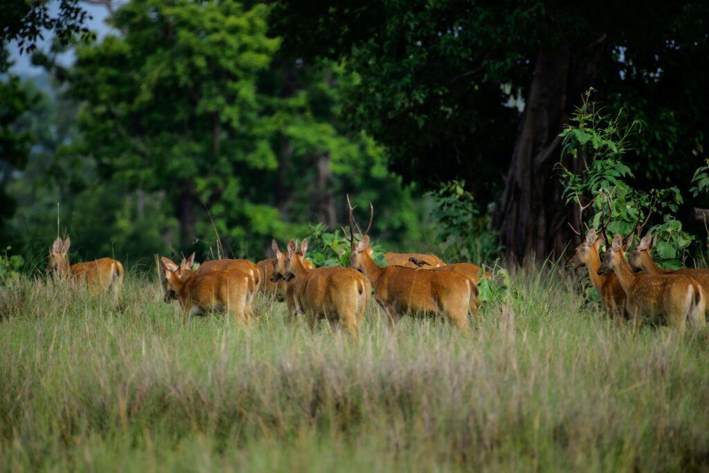 Kanha National Park, Madhya Pradesh