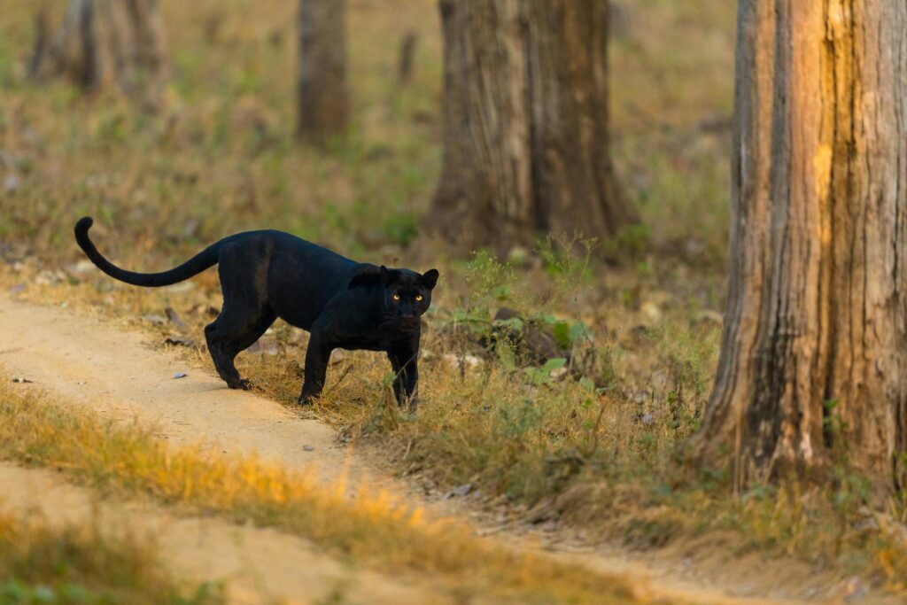 Nagarhole National Park - best wildlife safari in India