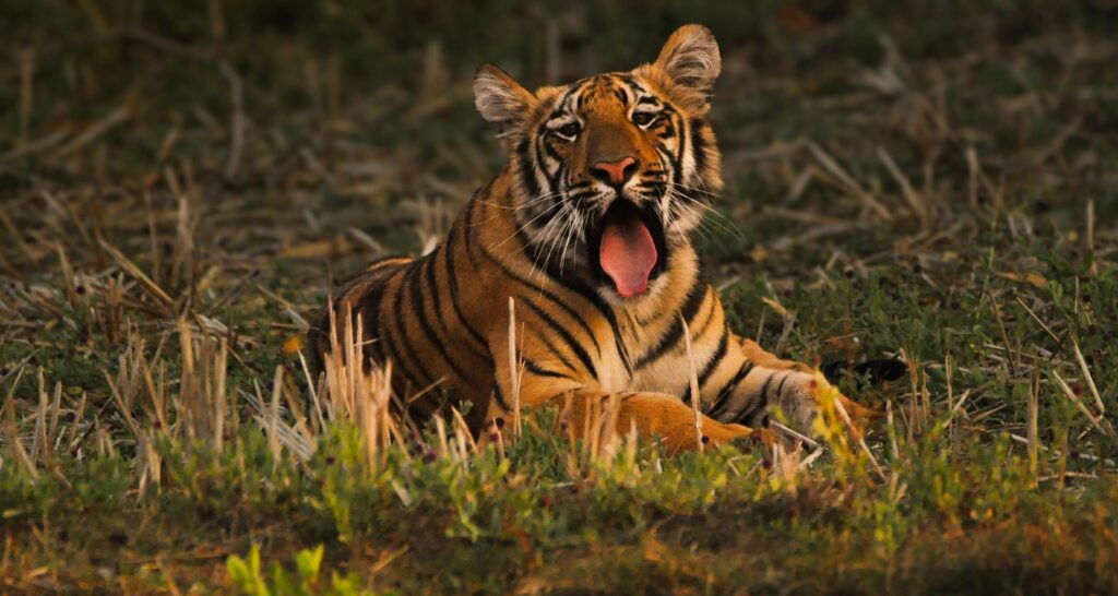 Tadoba Andhari Tiger Reserve, Maharashtra