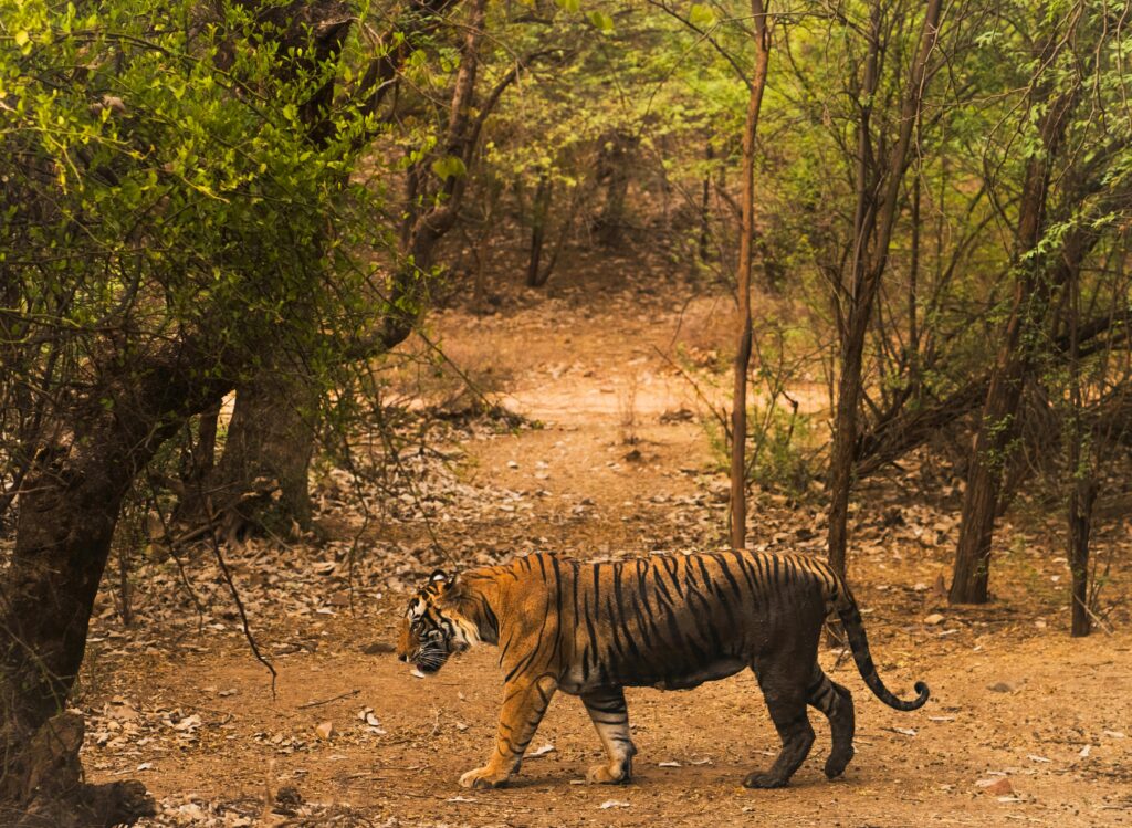 Ranthambore National Park, Rajasthan